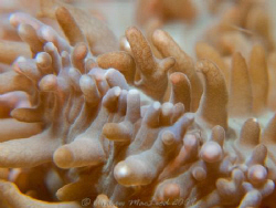 Coral, with a  casio exilim. by Andrew Macleod 